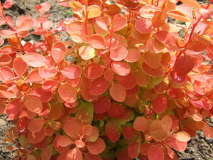 Bild von Berberis